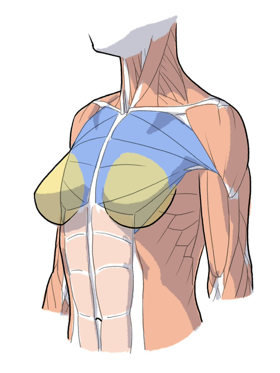 伊豆の美術解剖学者 tweet media