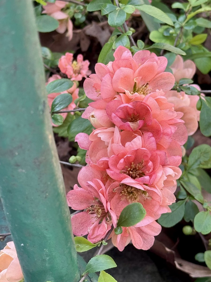 Garden Brocante tweet media