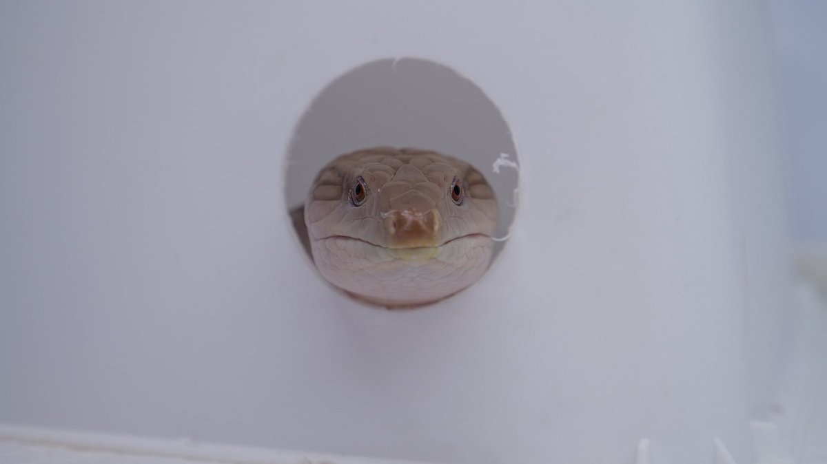 The Origin tweet media