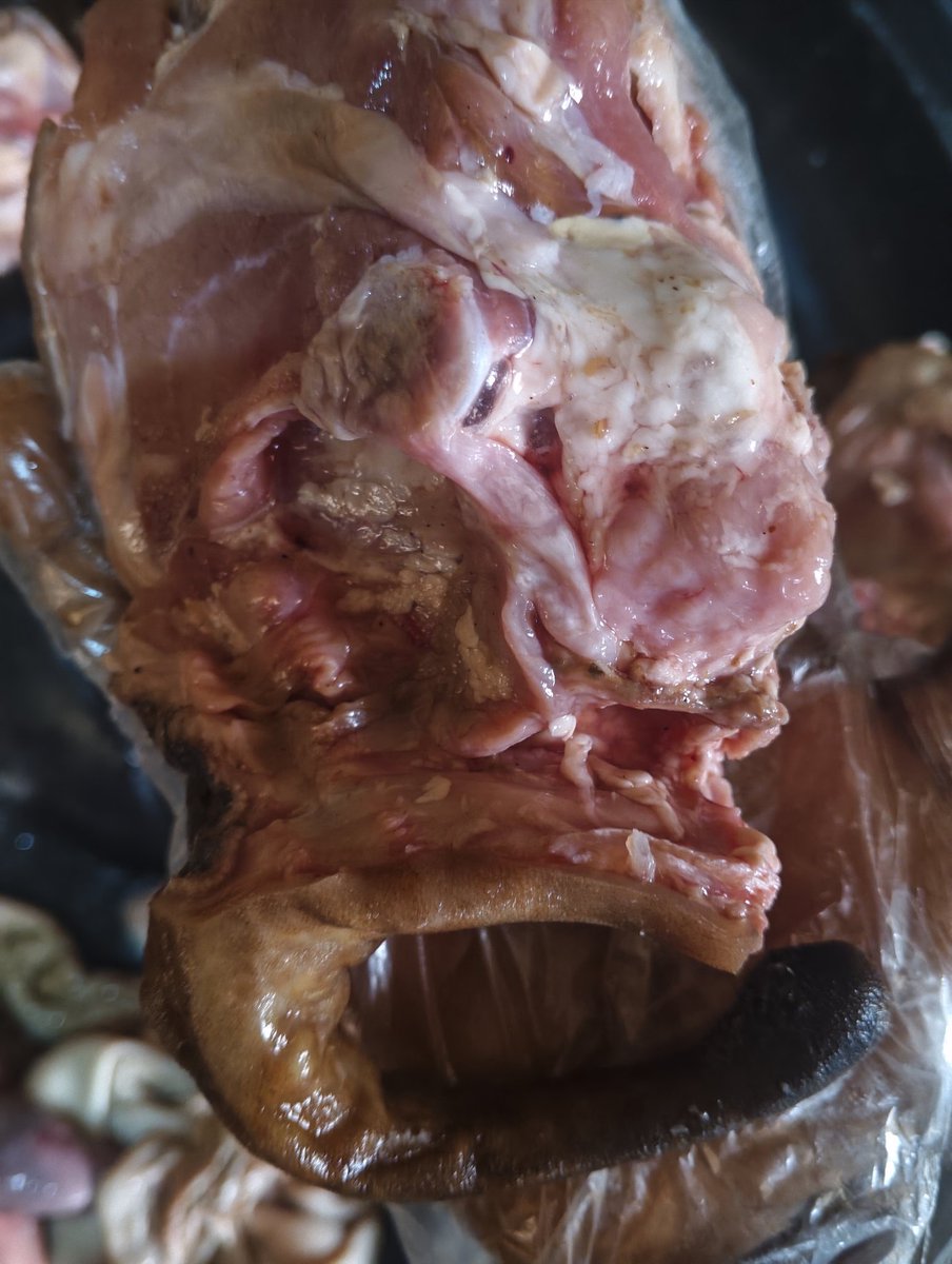 Tomi of ROYAL LINE FOODS tweet media