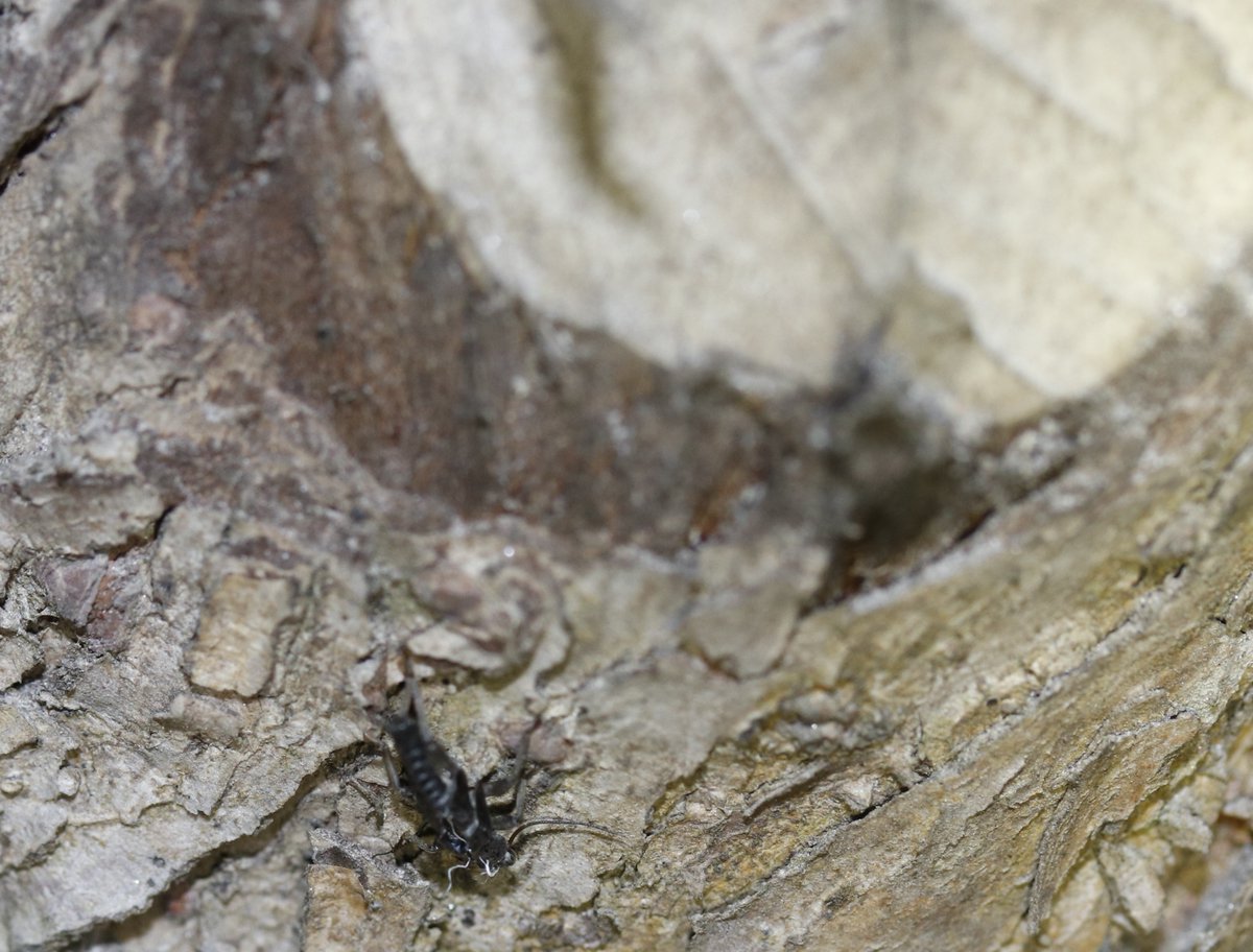 bscgscotland's tweet photo. Thanks for id help.
Look like this #riparianzone #stonfly #exuvia (photo 22 Mar) on heavily #beaver gnawed planted riverside #Willow (at Boat & with also after dark a few B putata males on) fits #Brachyptera putata? https://t.co/IEoDQUslOa