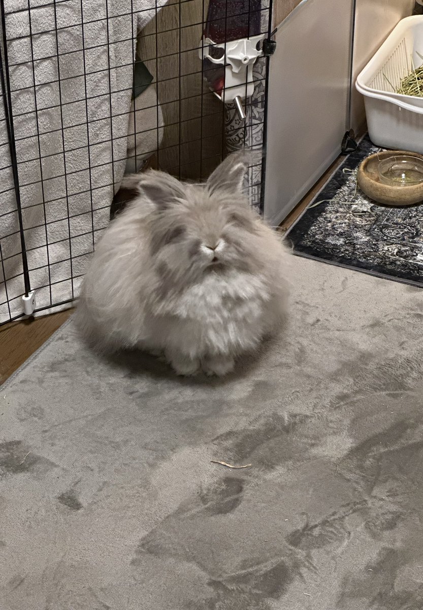 ポチくん1840g tweet media