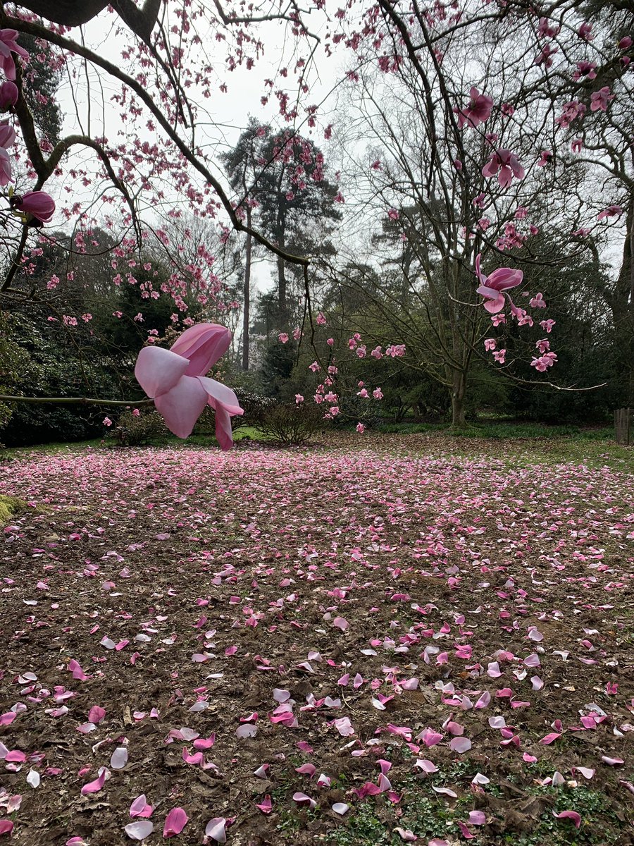 Wonderful day to visit Westonbirt Arboretum.

<a href="/WestonbirtArb/">Westonbirt Arboretum - Forestry England</a>