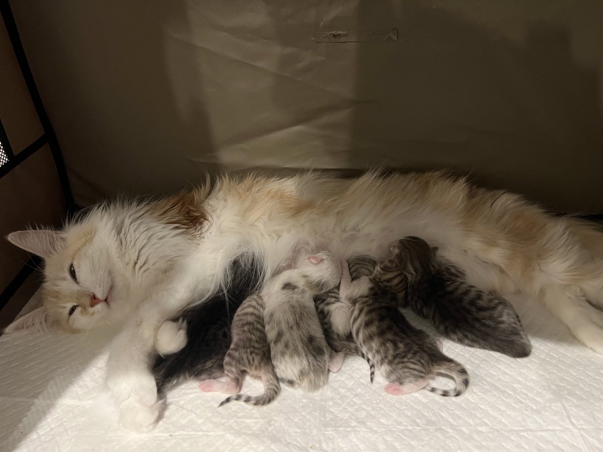 那須の森猫RIEN（ノルウェージャンフォレストキャットブリーダー） tweet media