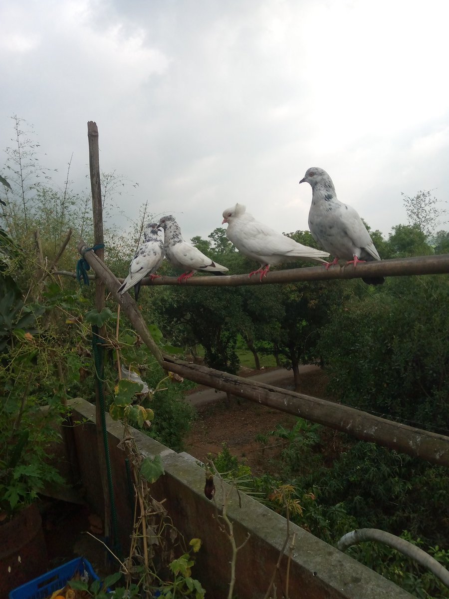 🌿হৈমন্তী🍂 tweet media