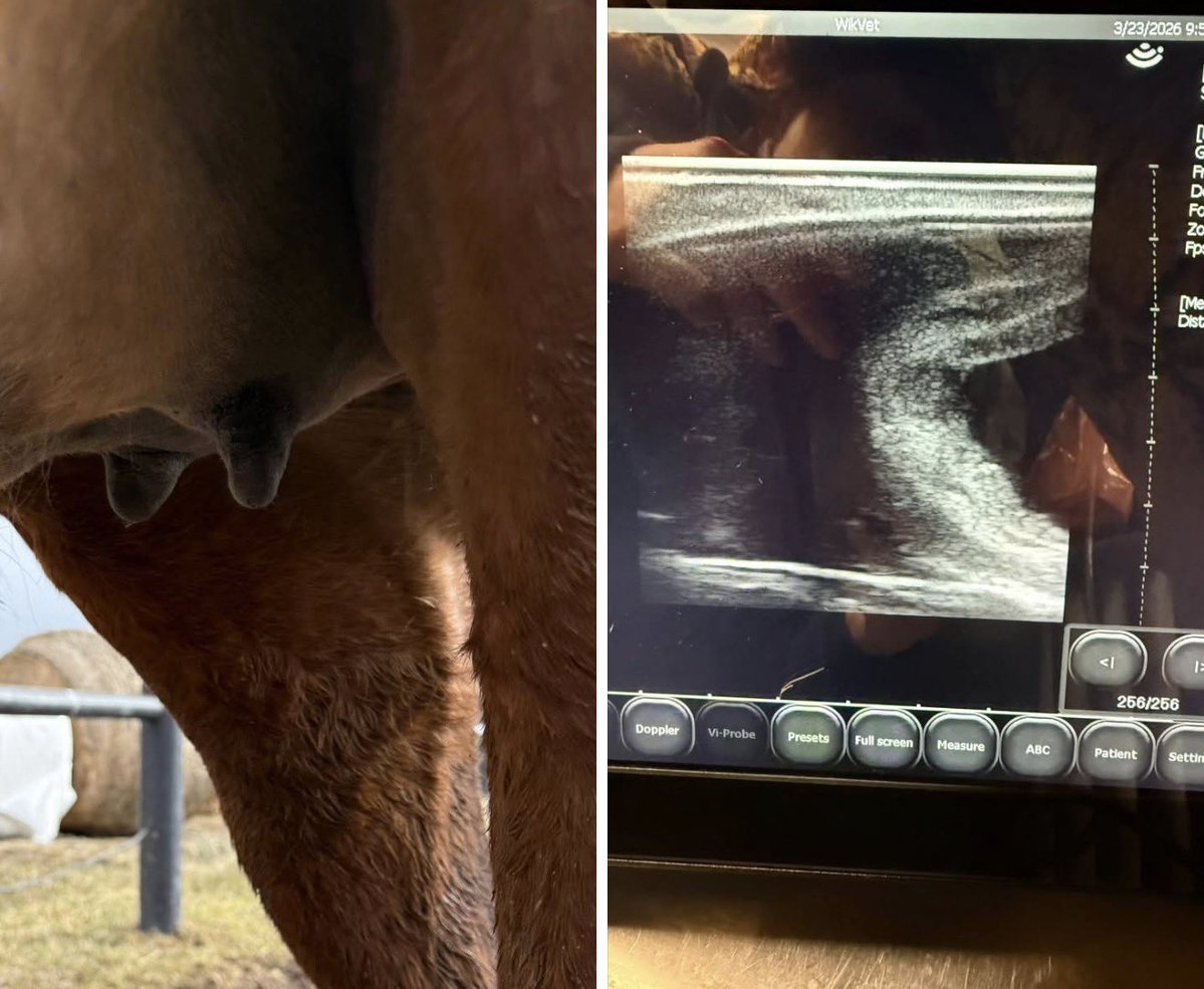 Madelen Ohlzon tweet media