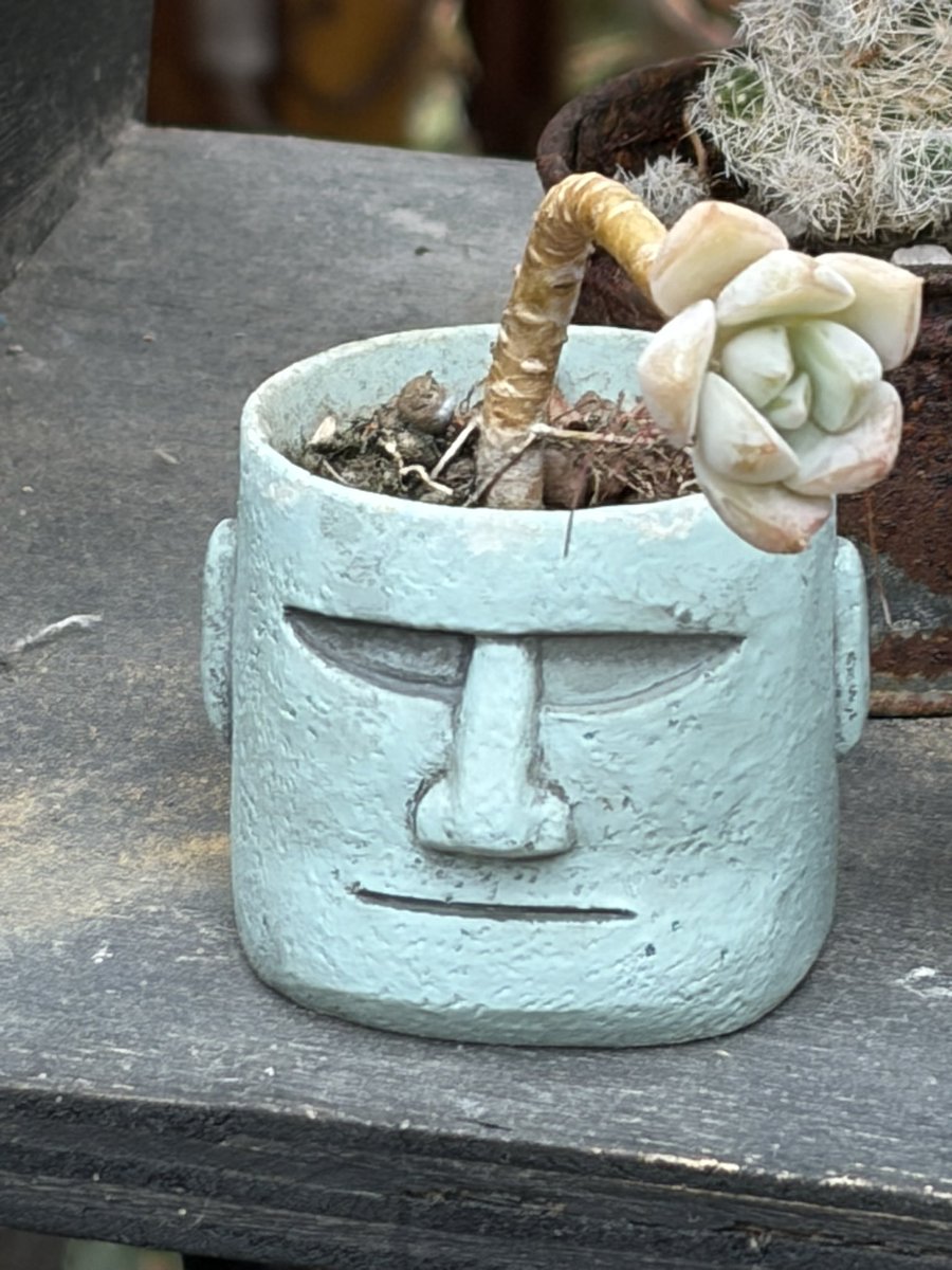 Jelia@✈️🎹♨️🐱☕️🥐🇩🇪🇪🇸好き tweet media