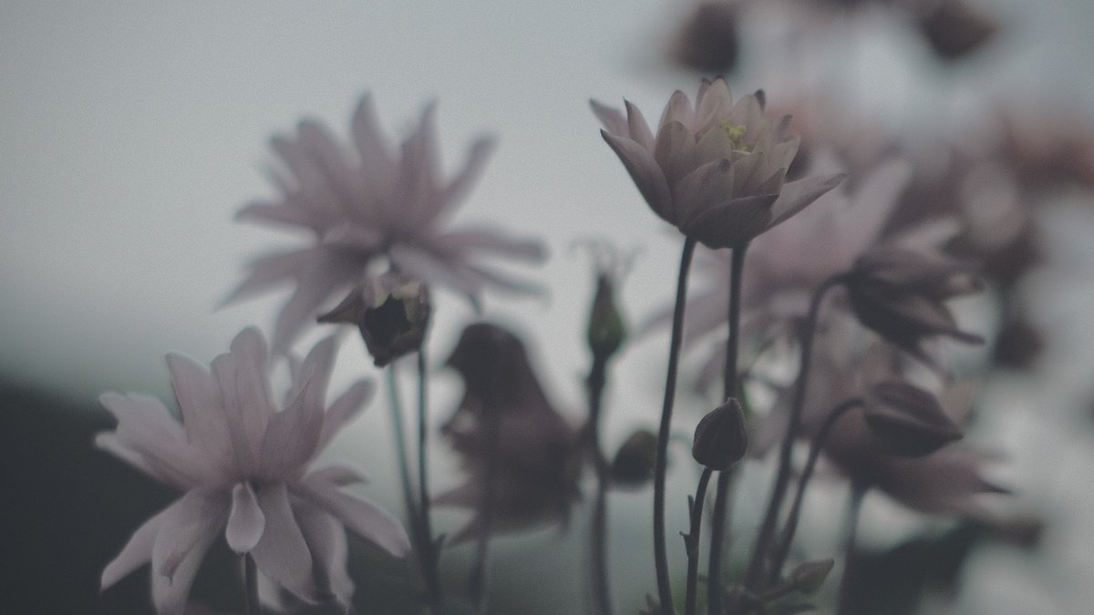 𝙢𝙞𝙞 tweet media