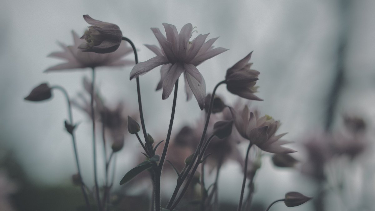 𝙢𝙞𝙞 tweet media