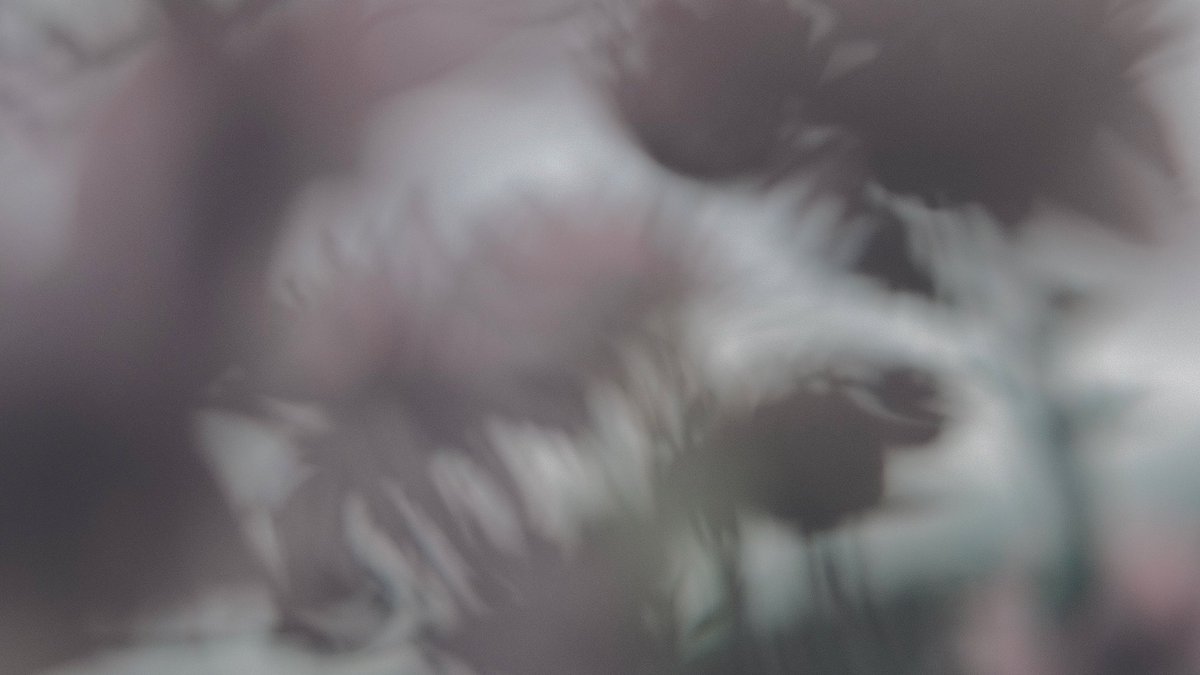 𝙢𝙞𝙞 tweet media