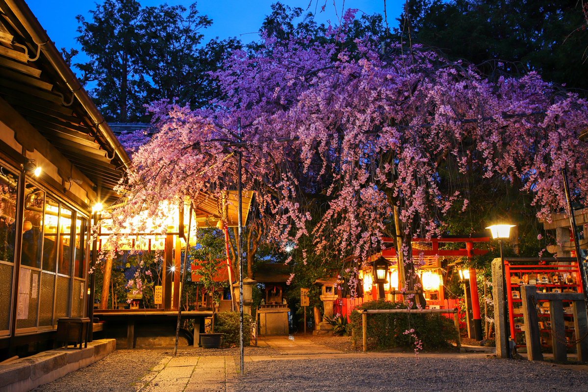 京見坂 tweet media