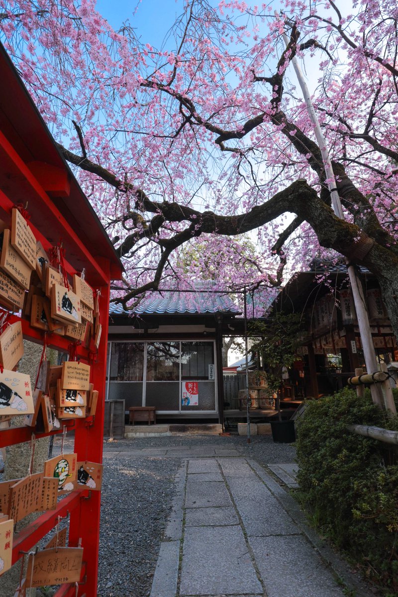 京見坂 tweet media