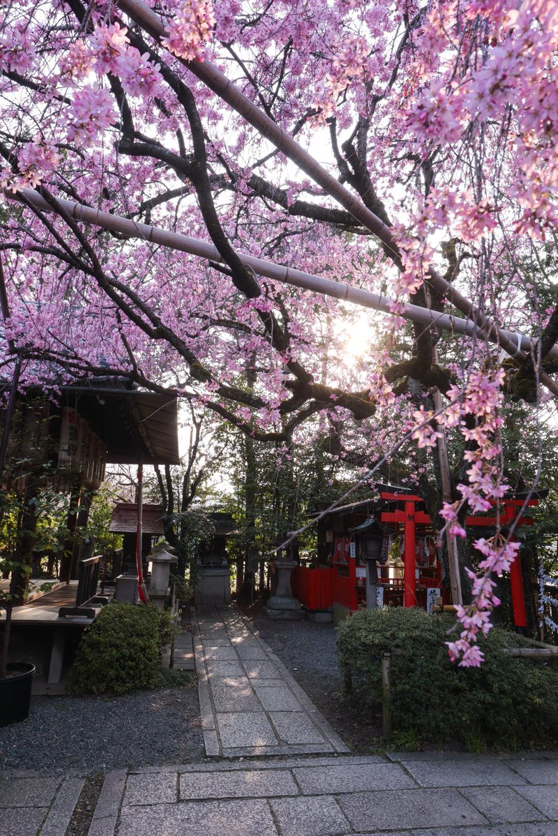 京見坂 tweet media