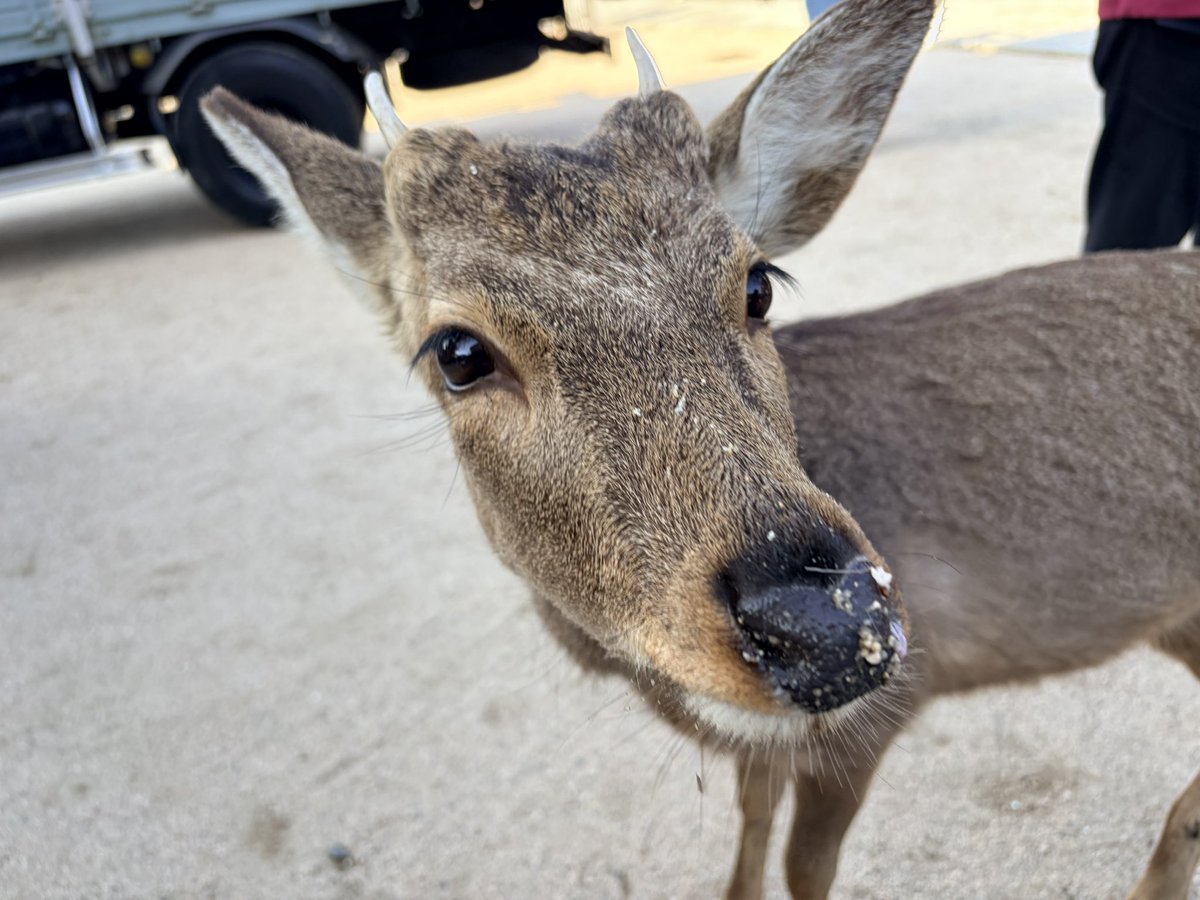 田中 晋吾 tweet media