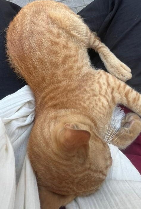 Lolita🍦 tweet media