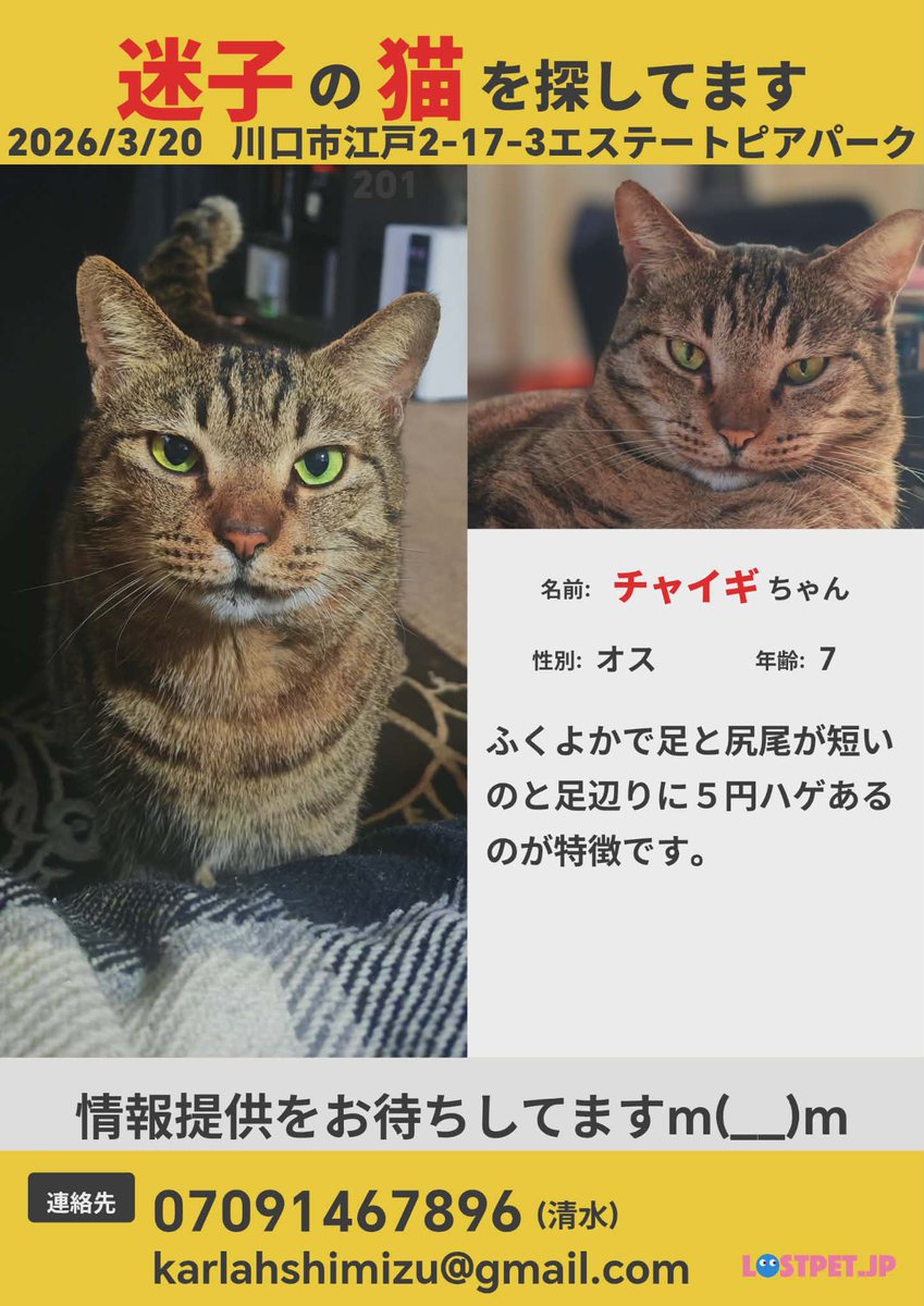 チャイギ tweet media