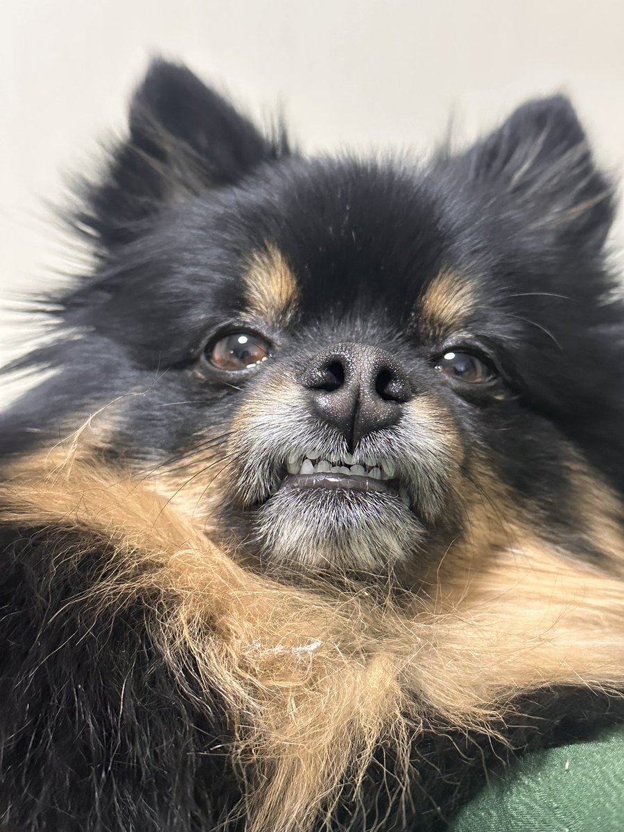 조오디 tweet media