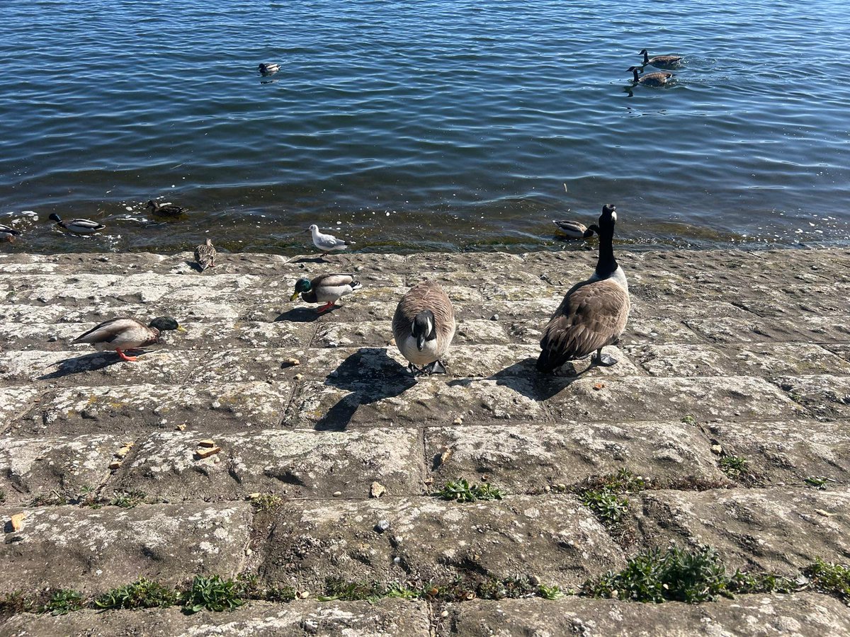 CHNursinghome's tweet photo. Recently, a coffee out in town turned into bumping into a familiar face.📚 There’s been time outside in the garden too, and sitting by the water with chips on a plate as ducks gathered nearby when we took the mini bus to Chew Valley.

#chewvalley #frome #somerset #WellLed https://t.co/YX5zghiLXm