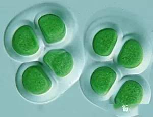 manus onemool tweet media