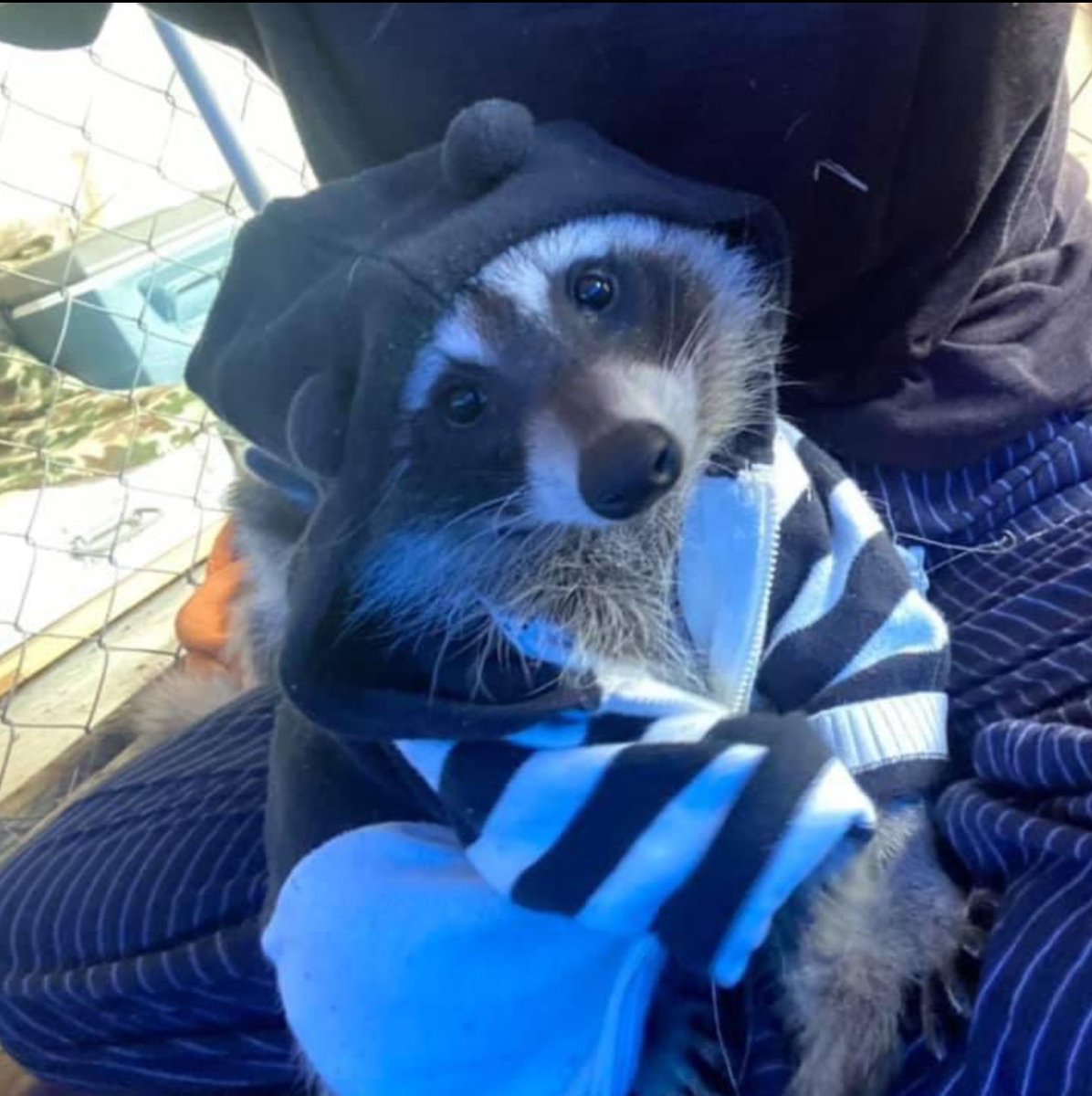 月光超载 tweet media