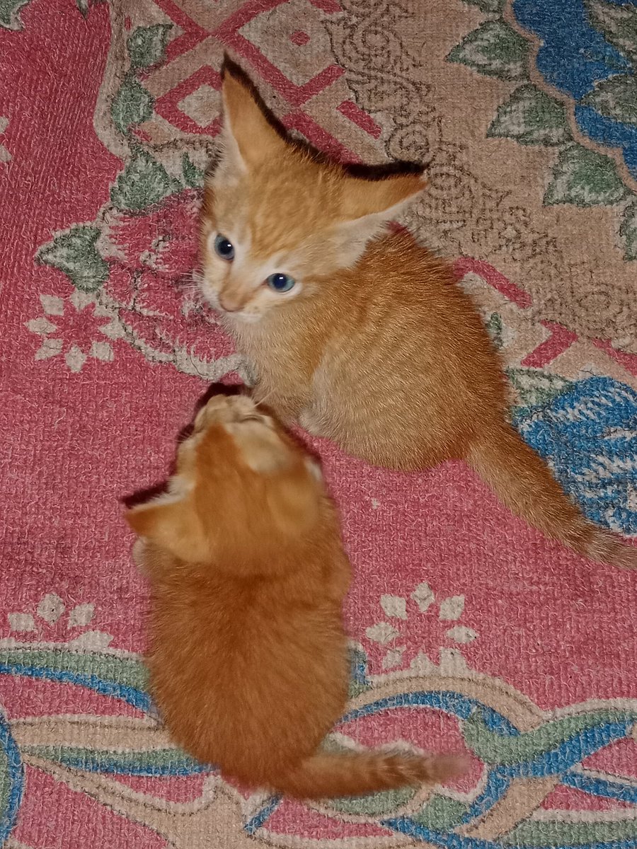 ndaa ₍^. .^₎⟆ tweet media