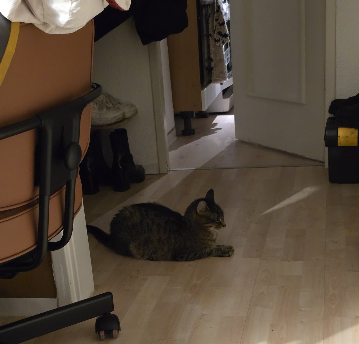 hootingcat tweet media