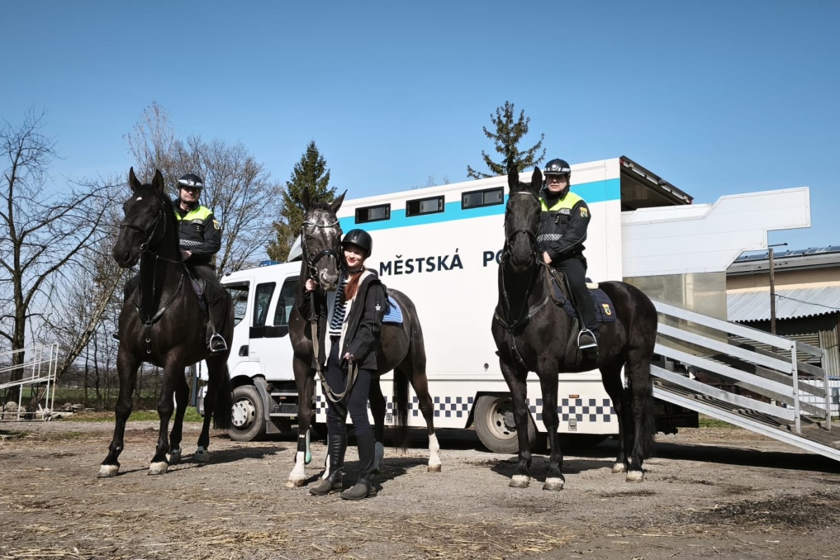 Městská policie Ostrava tweet media