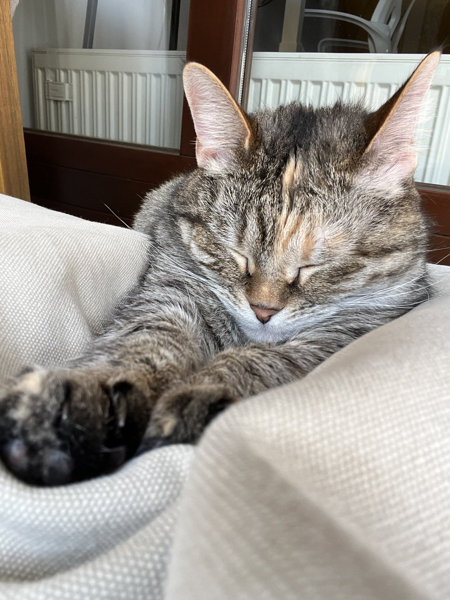 Miša Ељкин 🐢 tweet media