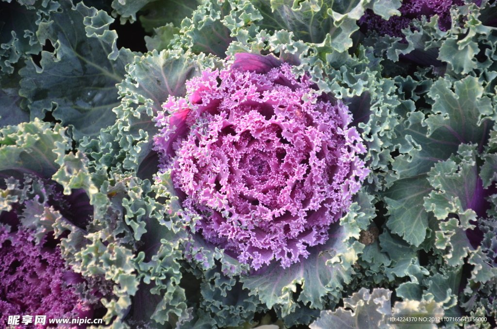 Santosh Nadar tweet media