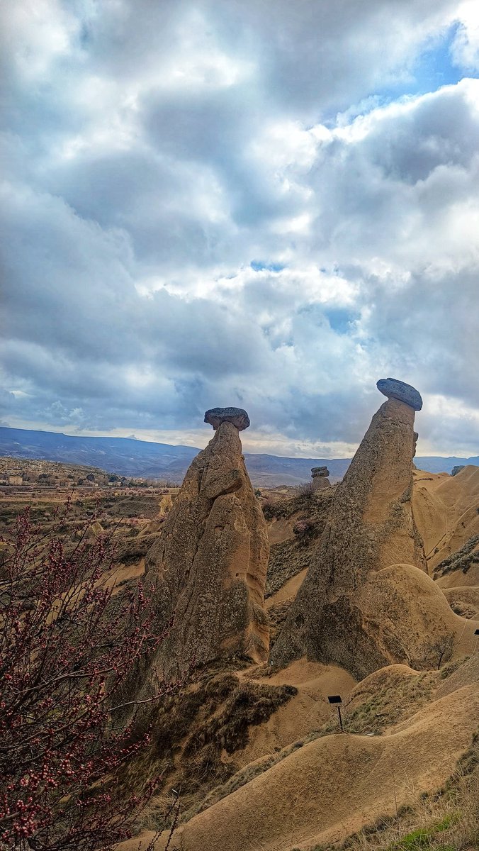 Gamziş 🐼 tweet media