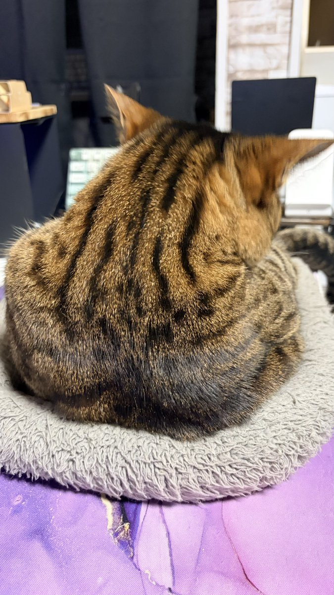 ねこちあ tweet media