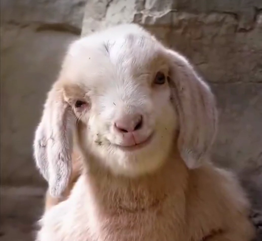 4등급 샤샤 tweet media