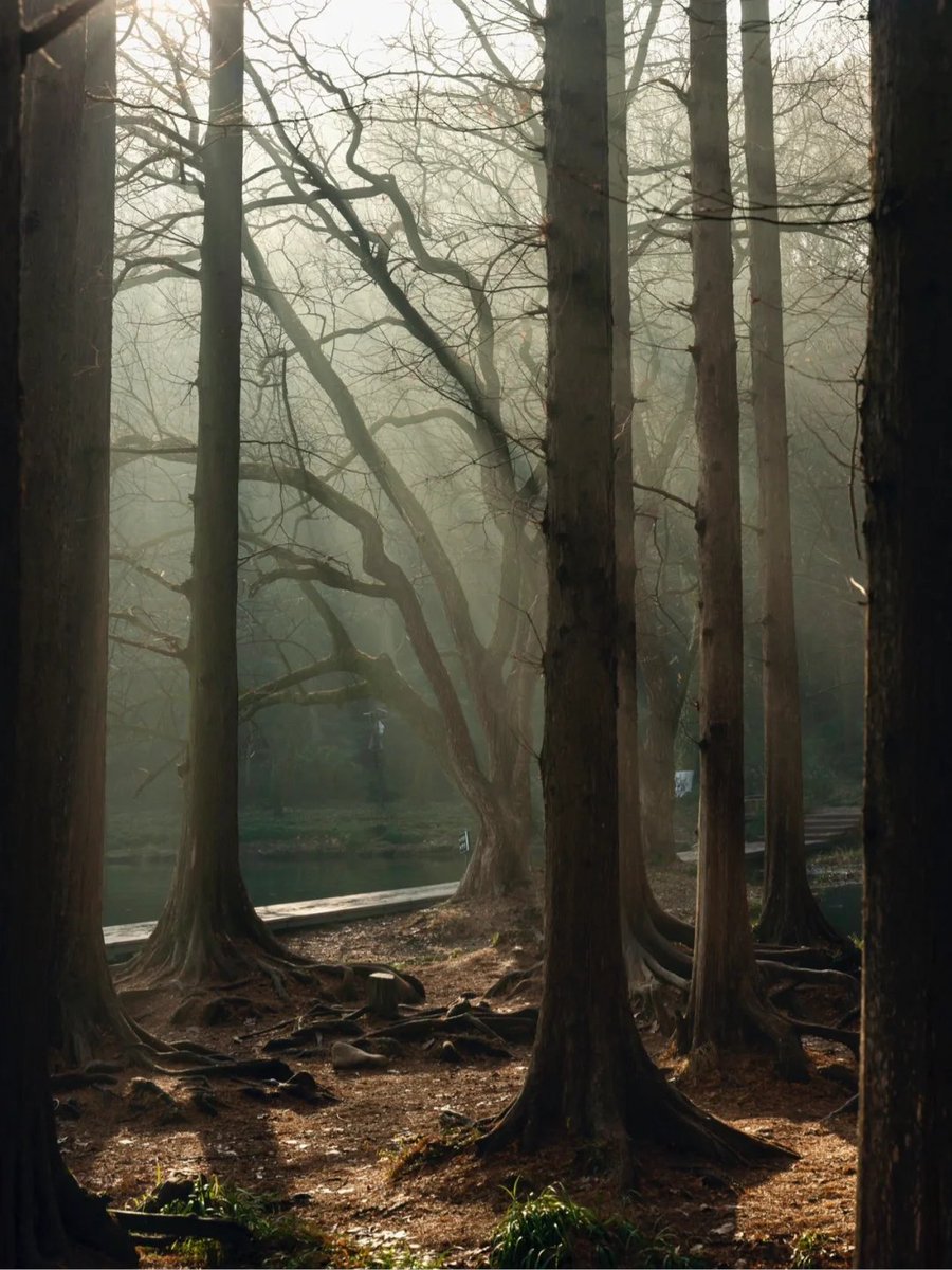 Truvabet Güncel Giriş tweet media