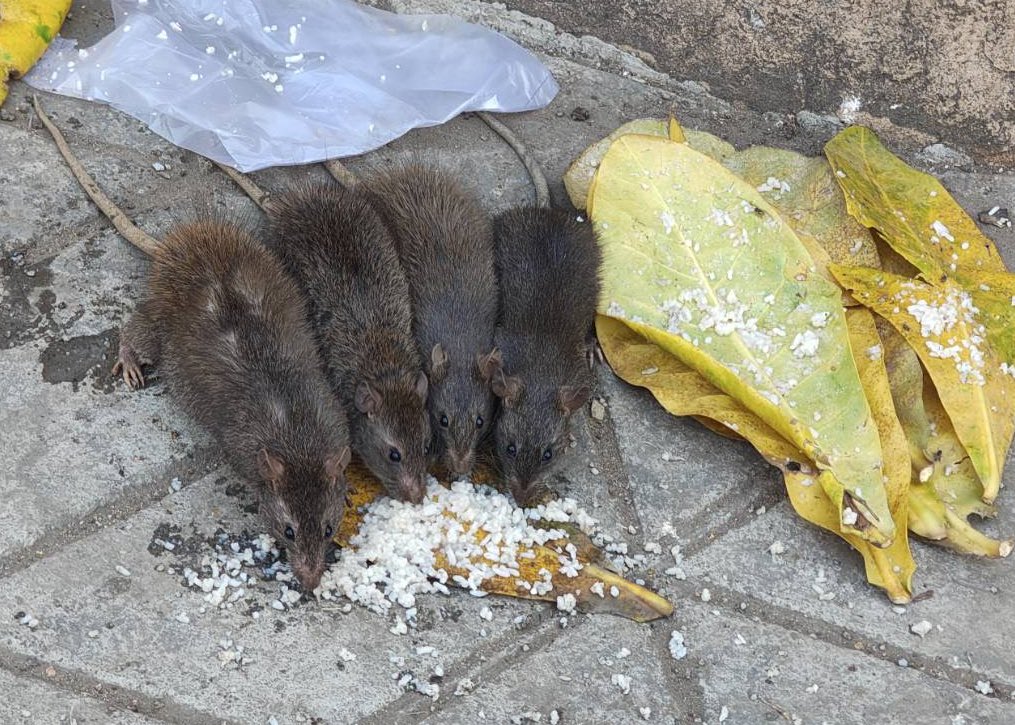 ねずみモッチリたま太郎 tweet media