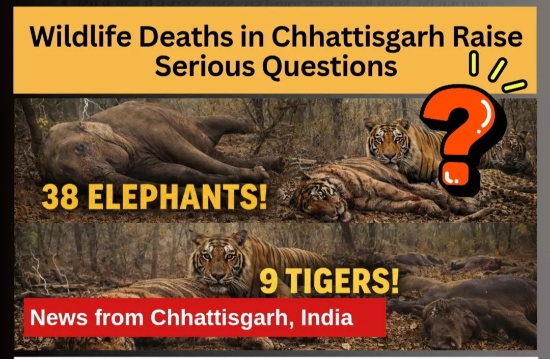 JahnaviIyer's tweet photo. In Chhattisgarh, 38 elephants, 9 tigers and  500+ wild animals including leopards, bear, bulls and cheetah dead in just 2 years.

Illegal electric fences, drowning, poaching  all preventable.

If laws exist, why is enforcement missing?
If protection exists, why are animals still dying?
Protection on paper. Death on ground.
But sure, everything is under control, right?

This is systemic failure. Fix it.

#WildlifeConservation #SaveIndianAnimals

@narendramodi
@bhupeshbaghel 
@vishnudsai 
@moefcc 
@PIB_India 
@ForestCgGov @ntca_india 
@dilthi_gujarati 

https://t.co/PENi5Shrjz