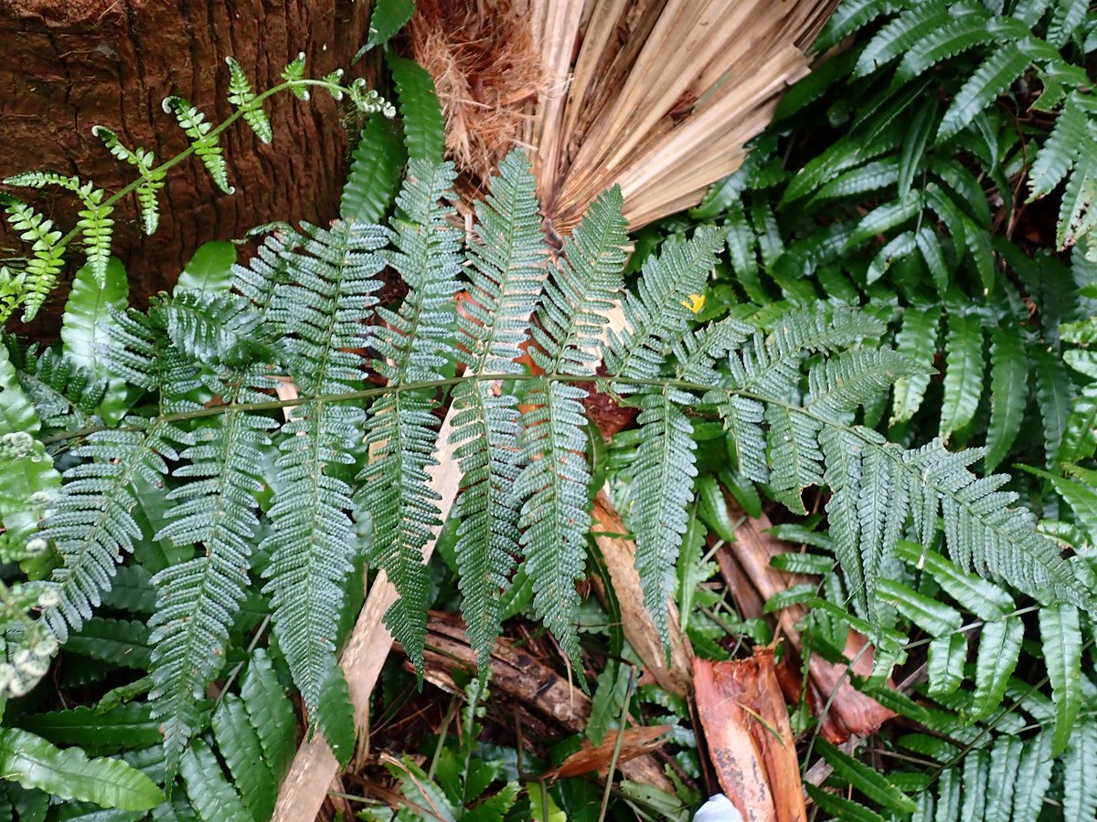 オカピー tweet media