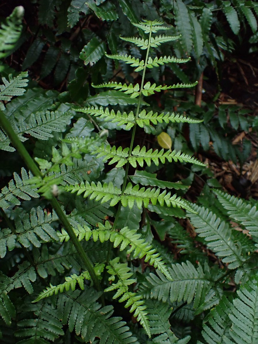 オカピー tweet media