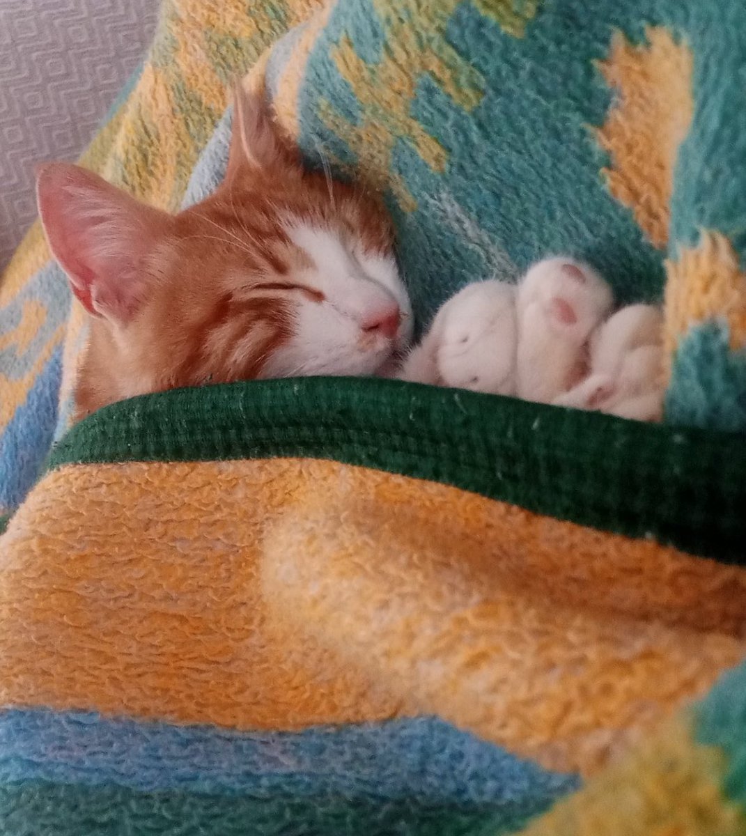 çitlembik zeyno tweet media