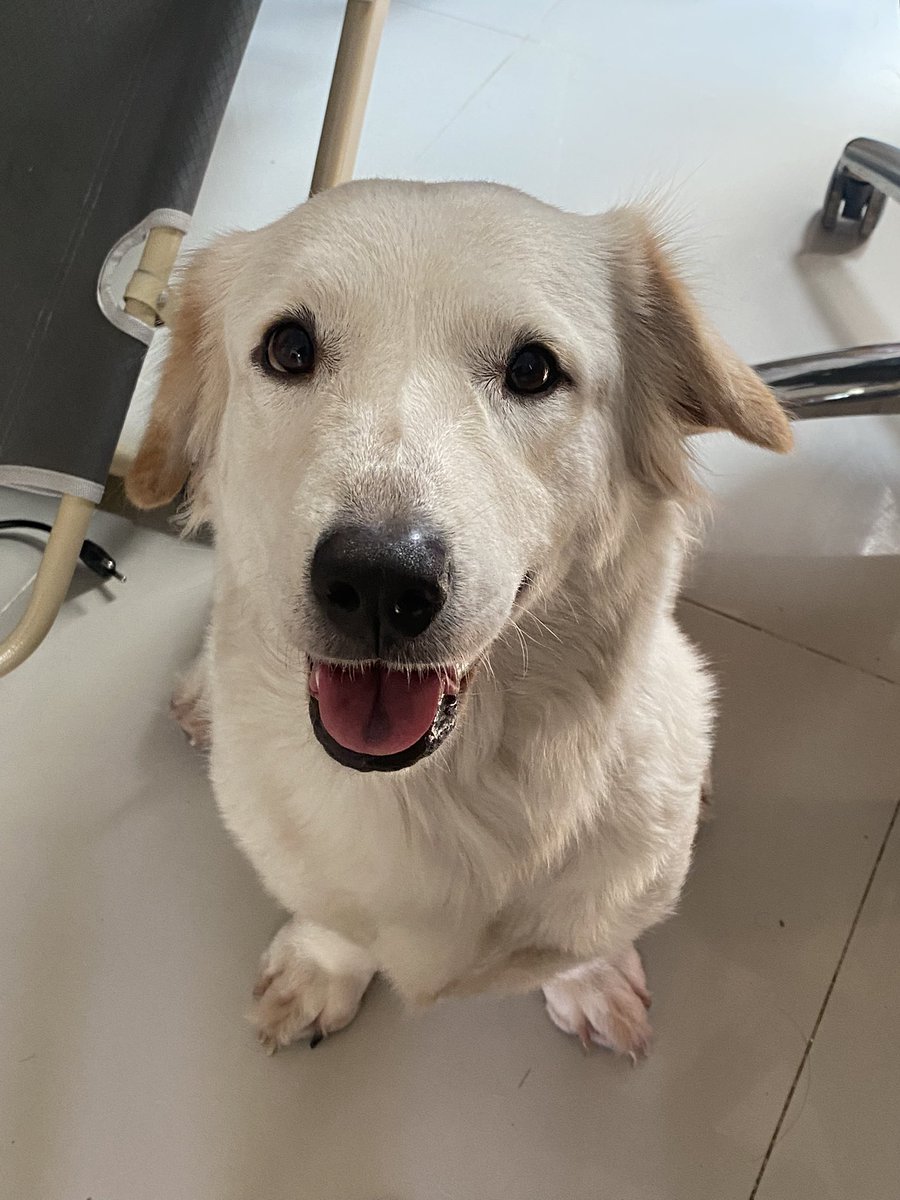 น้ามซุป บ้อกแบ้ก 
อายุ 6 ขวบ แต่ขายาว 6 เซน🫳🏻🐶