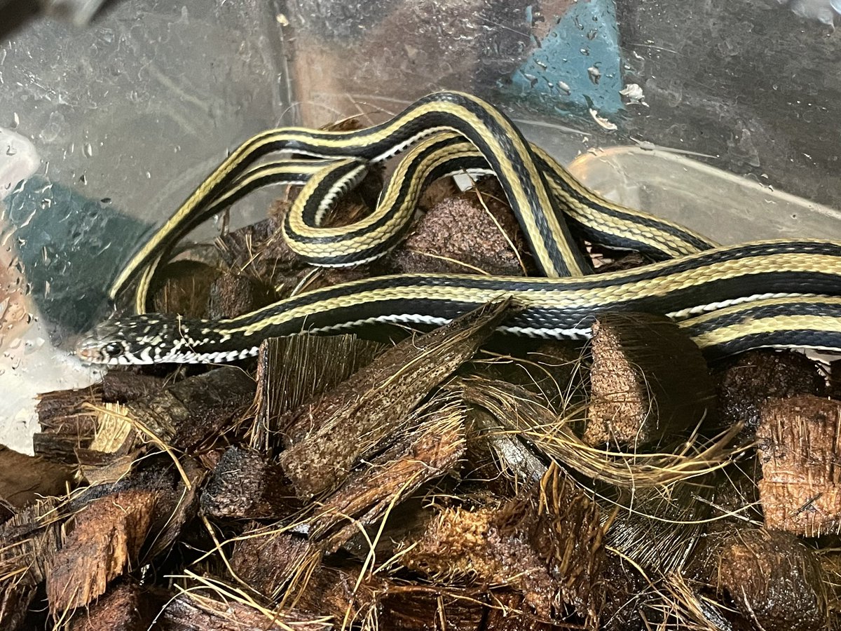 かじょにまる tweet media