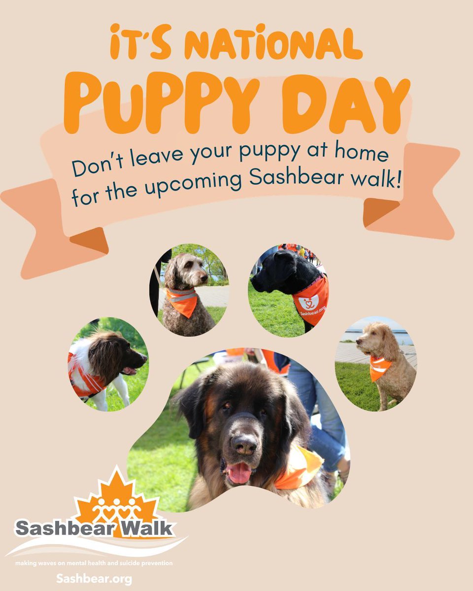 The Sashbear Foundation tweet media