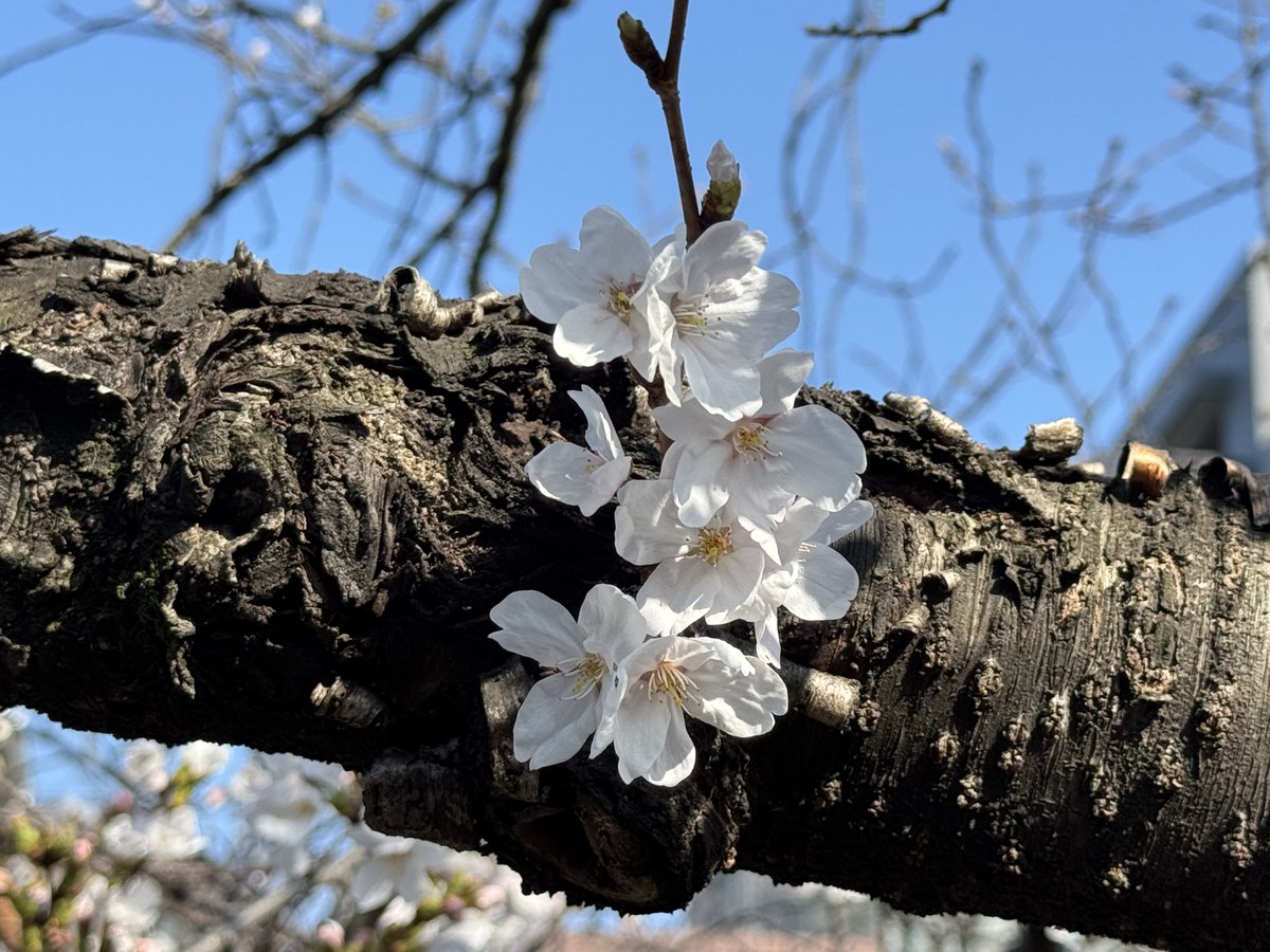 ねこポン＠フリーWebデザイナー tweet media