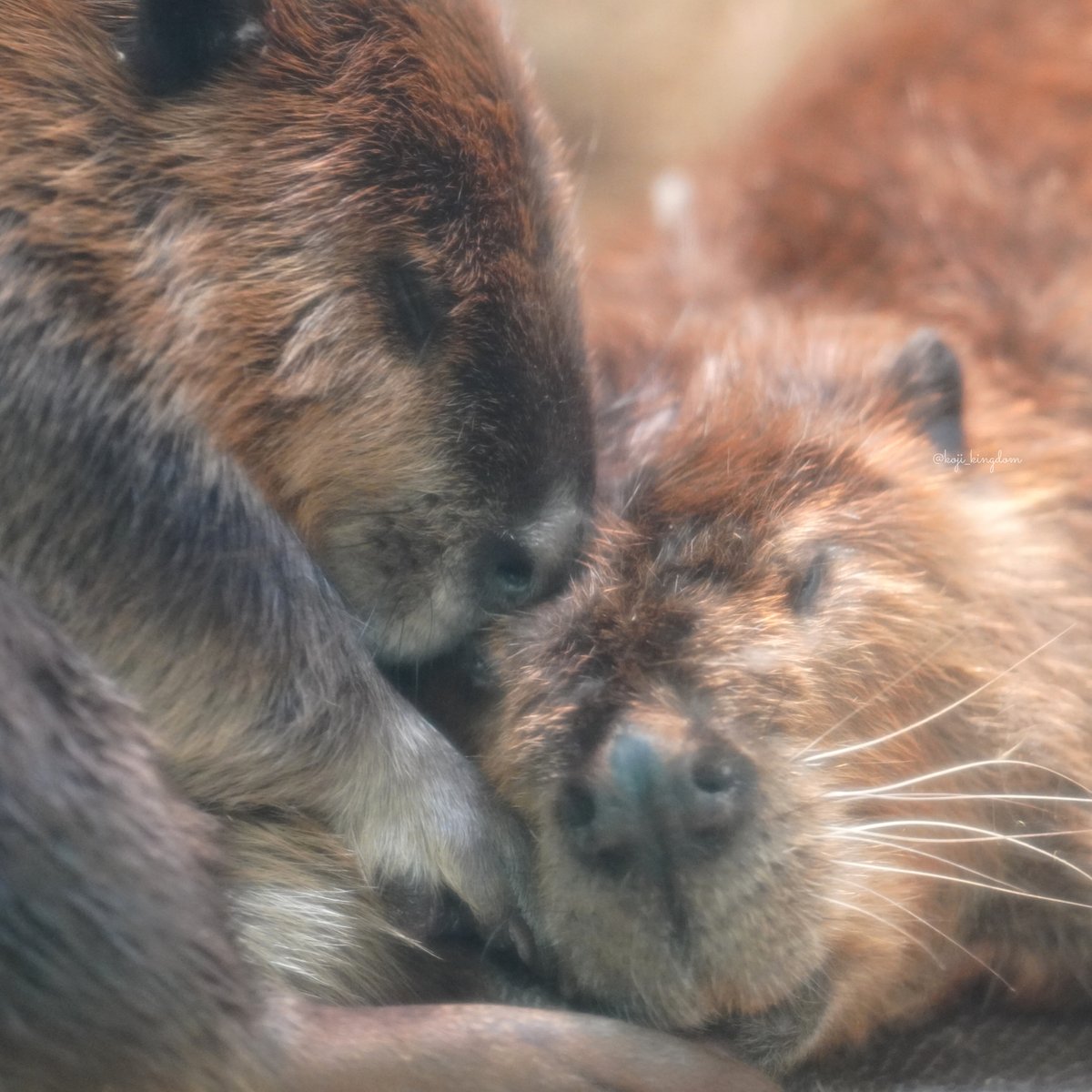 こーじ tweet media