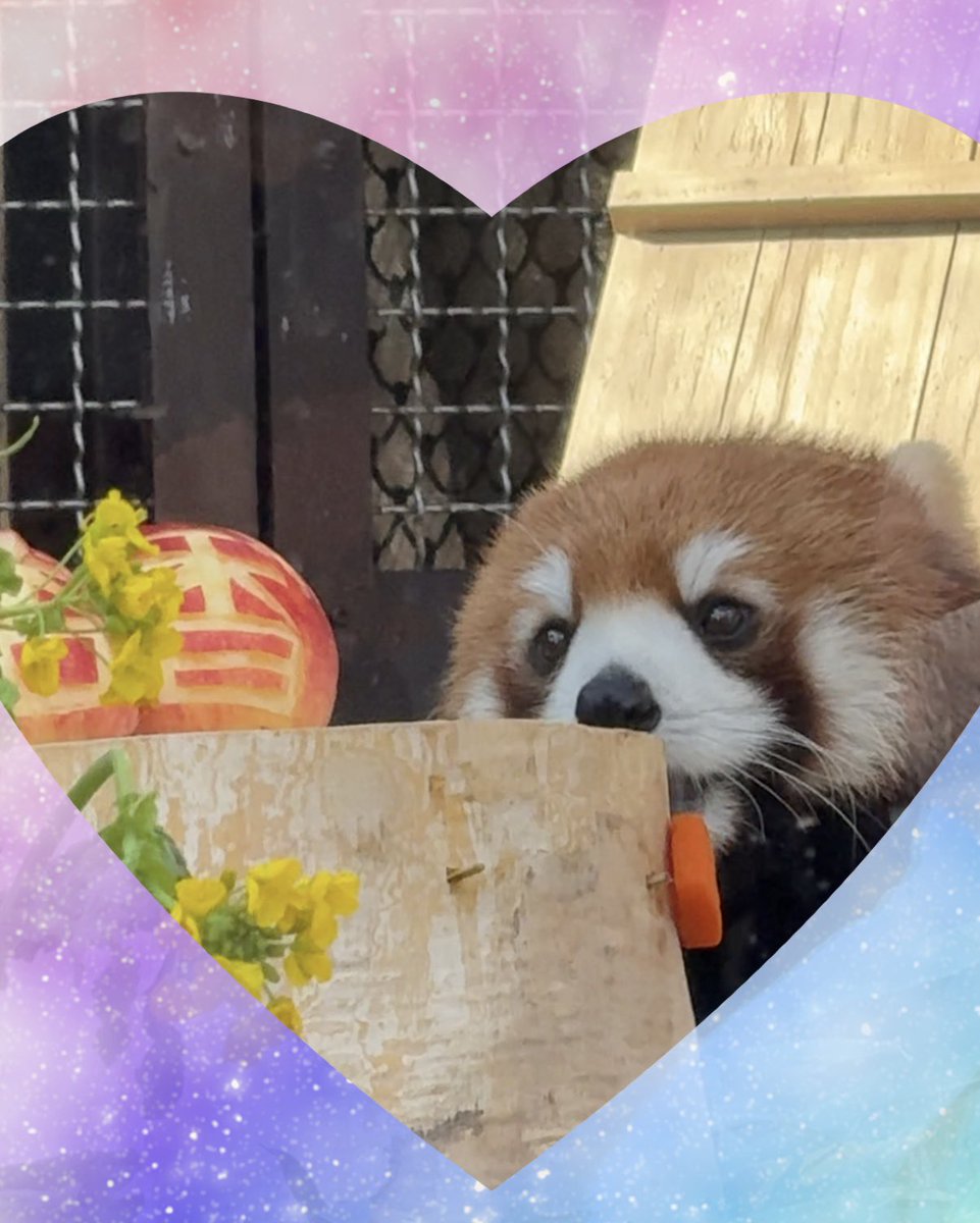 杏香ちゃんから
いっぱいいっぱい
癒しと出会いと幸せをもらったよ

ホントにありがとう😢

熊本の可愛い可愛い
お姫様杏香ちゃん💕

明日気をつけて

杏香ちゃんなら
きっと
のんほいのみんなにも愛される✨️

食べ過ぎに注意してね🥰

またね  バイバイ😢

 #熊本動植物園
 #杏香
  #レッサーパンダ