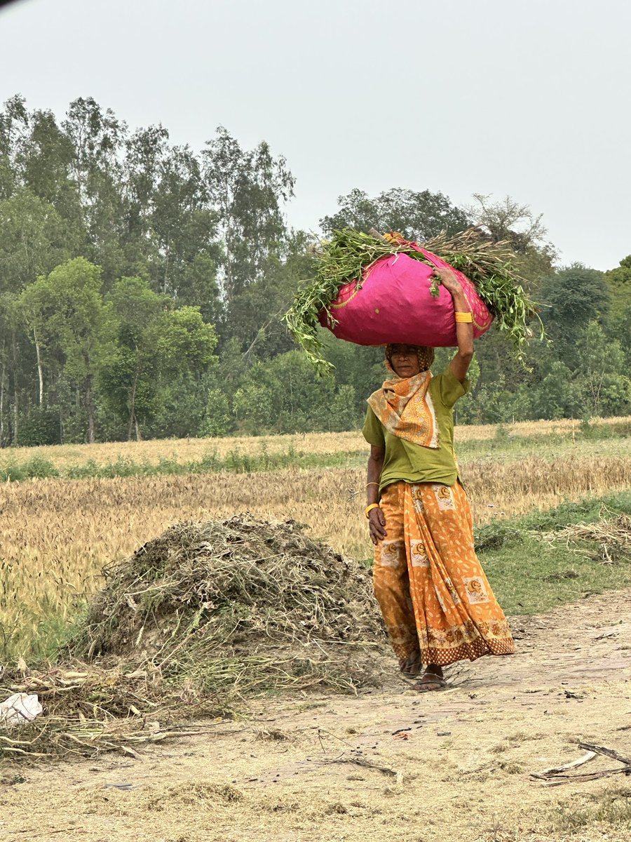 EvolveLeadLove's tweet image. Gaon ,Bel our Sham 

#Travel #Photography #Village #Barabanki #UttarPradesh