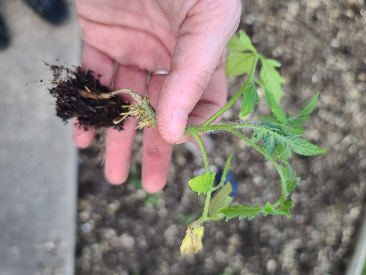 YourGardenGrl's tweet image. You don’t need fast growth.
You need steady growth. 🌱

yourgardengirl.com

#GardenWisdom #GrowStrong #YourGardenGirl