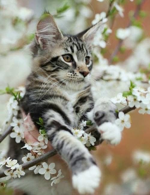 SusanDaw1's tweet image. #GoodMorningEveryone #HappyMonday #AnimalLovers #Spring ☀️😺🌸🌱🌺🌿🌼🦋🌷