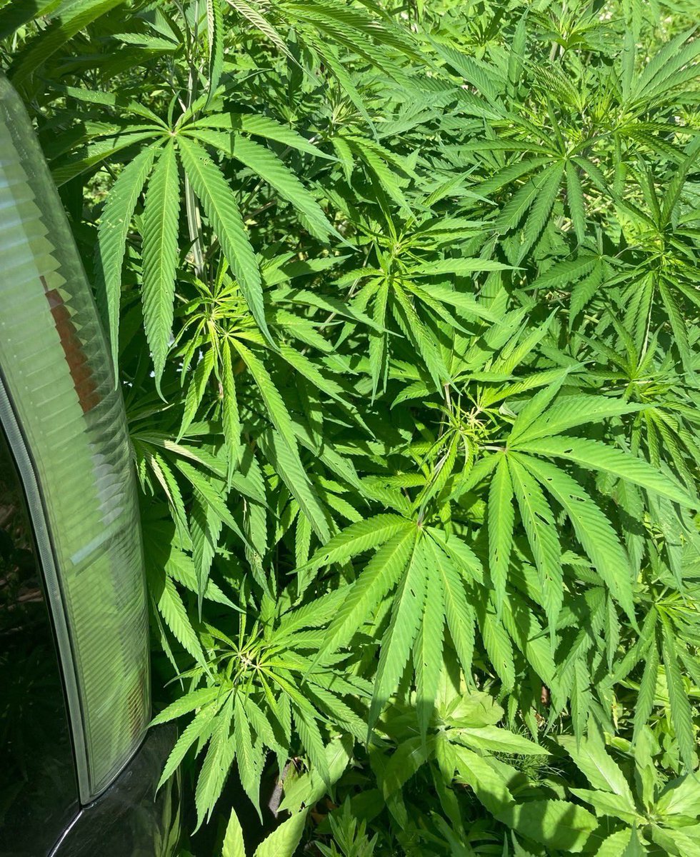 話題の面白ツイ図鑑 tweet media