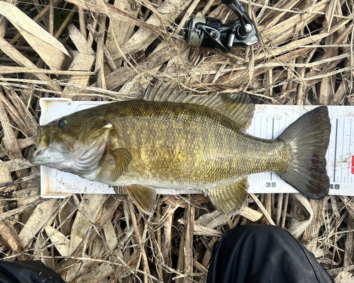 ライザー tweet media