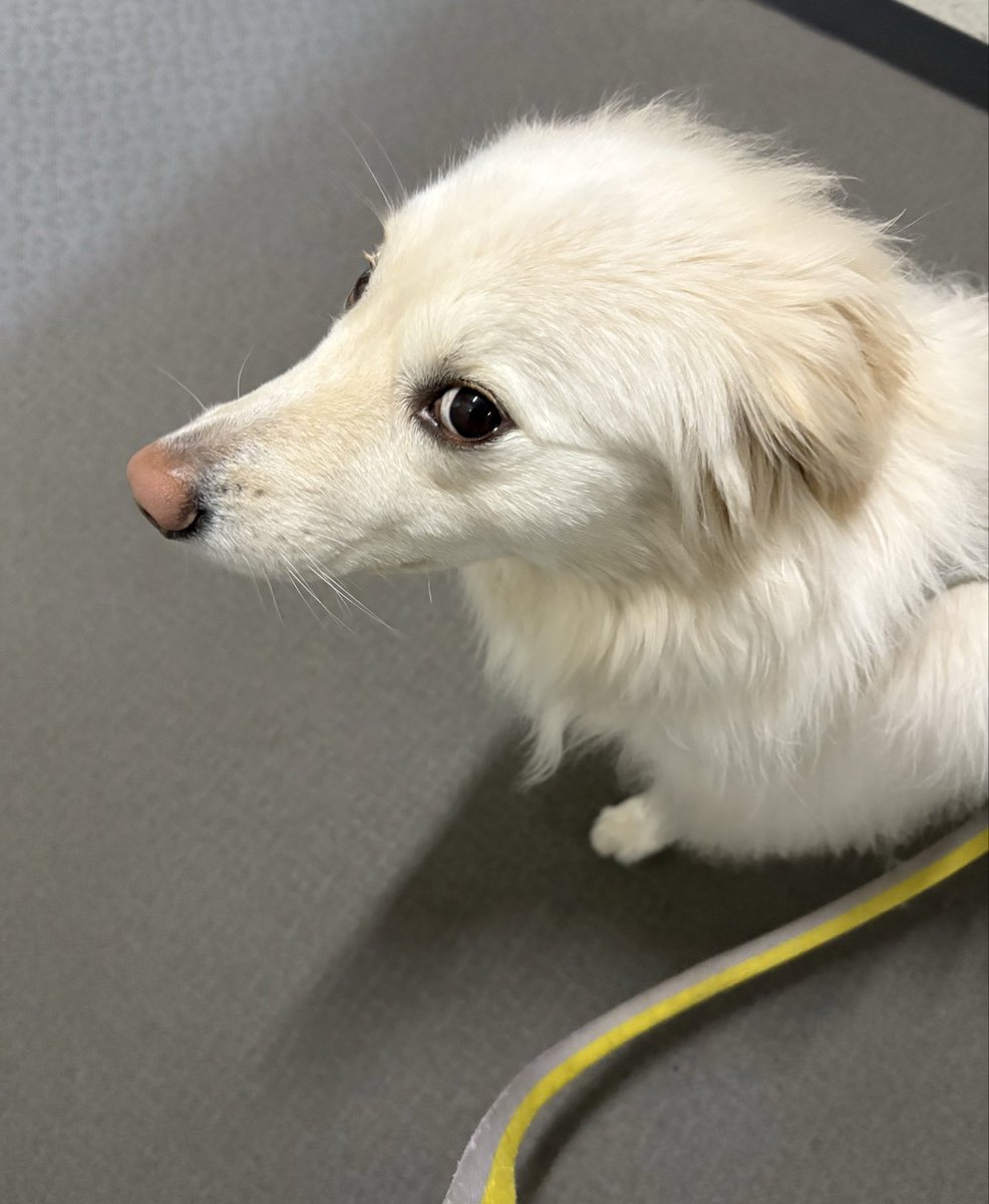 usucha_inu's tweet photo. かわいいさん、今夜はシャンプーだよ。頑張ろうね。 https://t.co/cD1ArVFTAq
